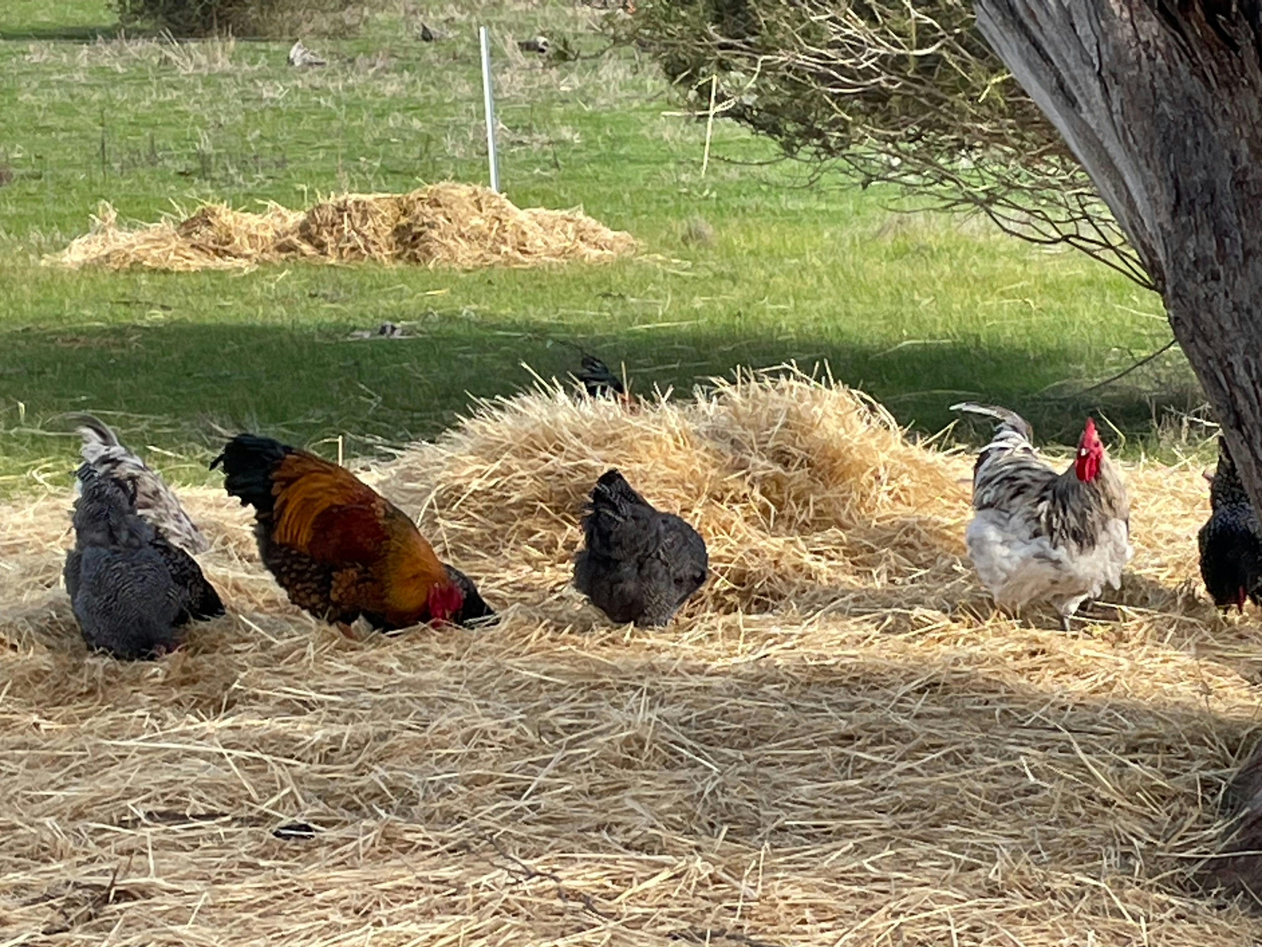 Solstice Kangaroo Island - Free range chickens scratching in the hay in the paddock