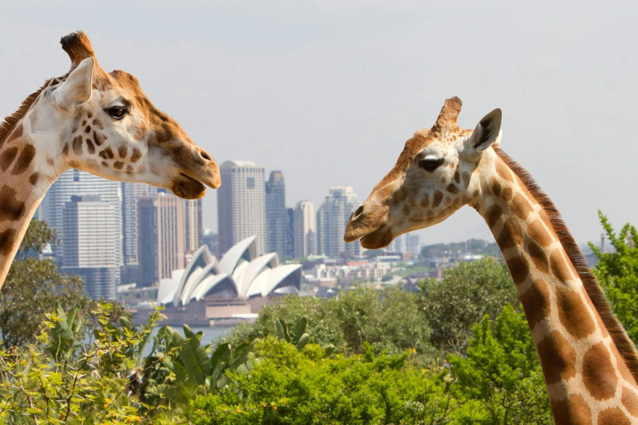 giraffes at Taronga Zoo with the Opera House in the background