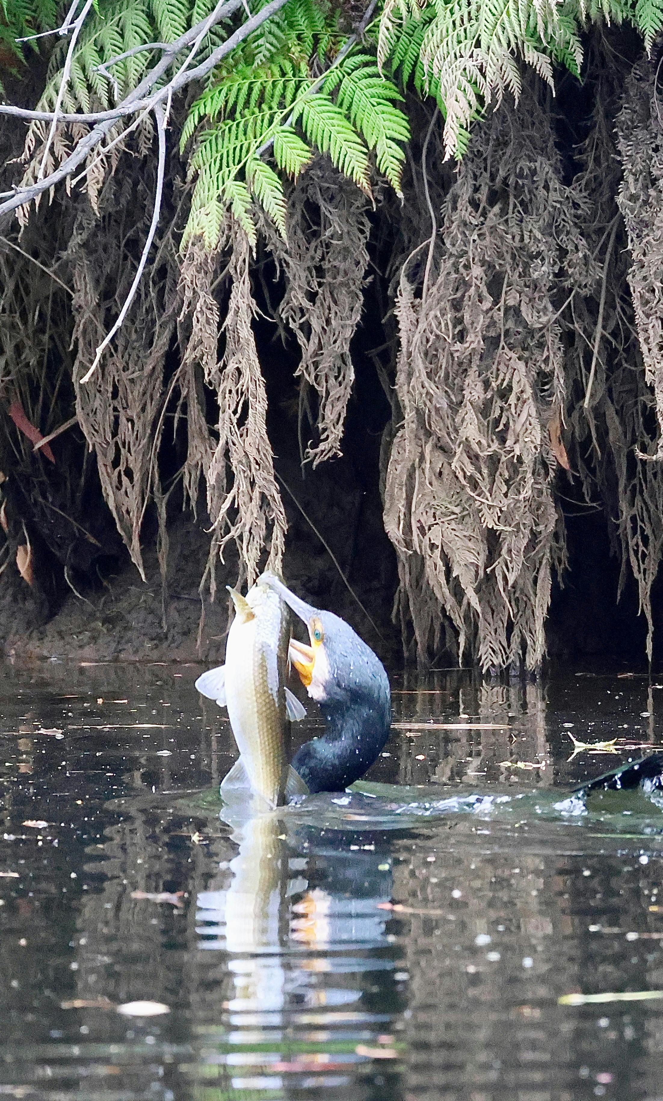 Magic. Sightings on the Leven River