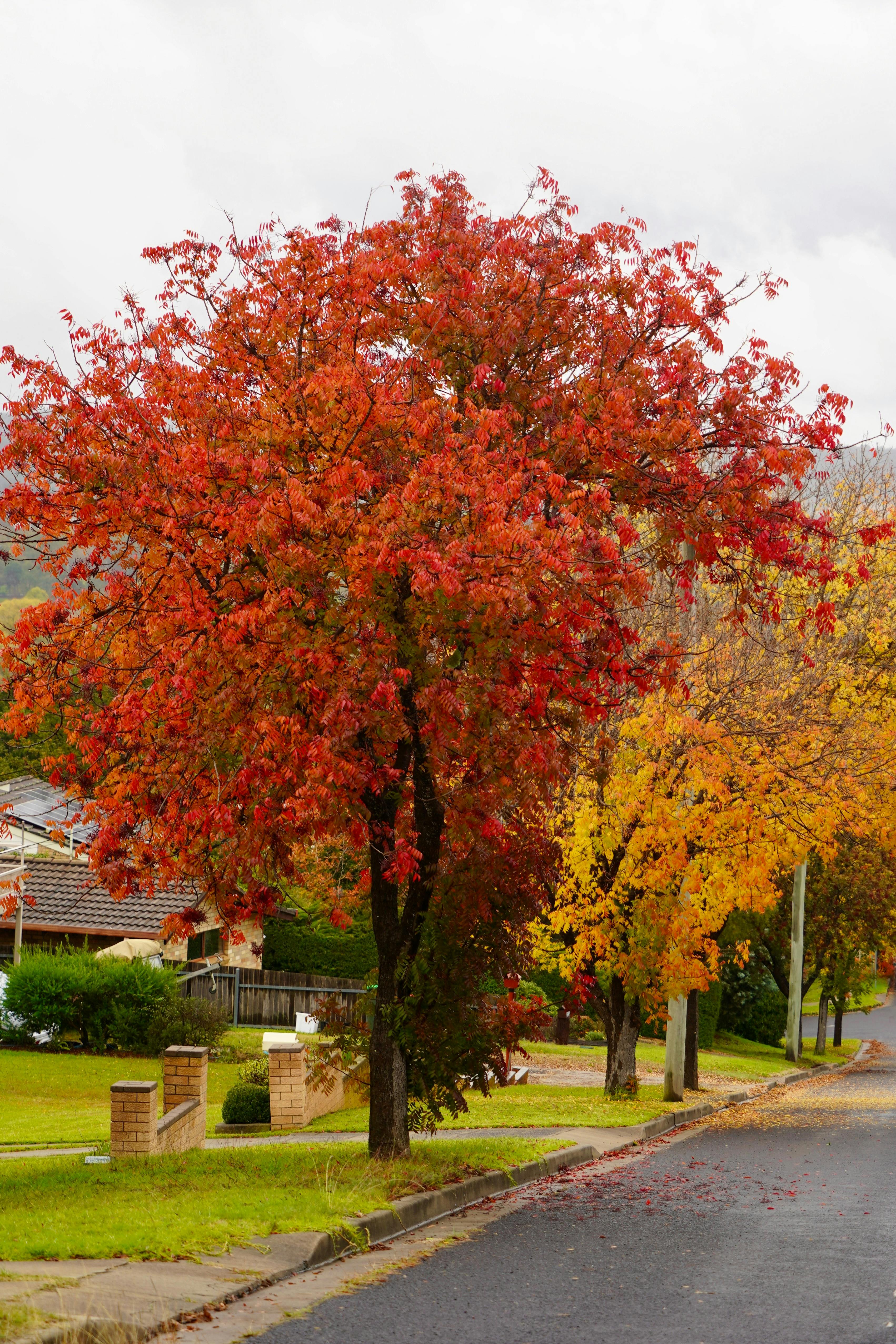 Street trees