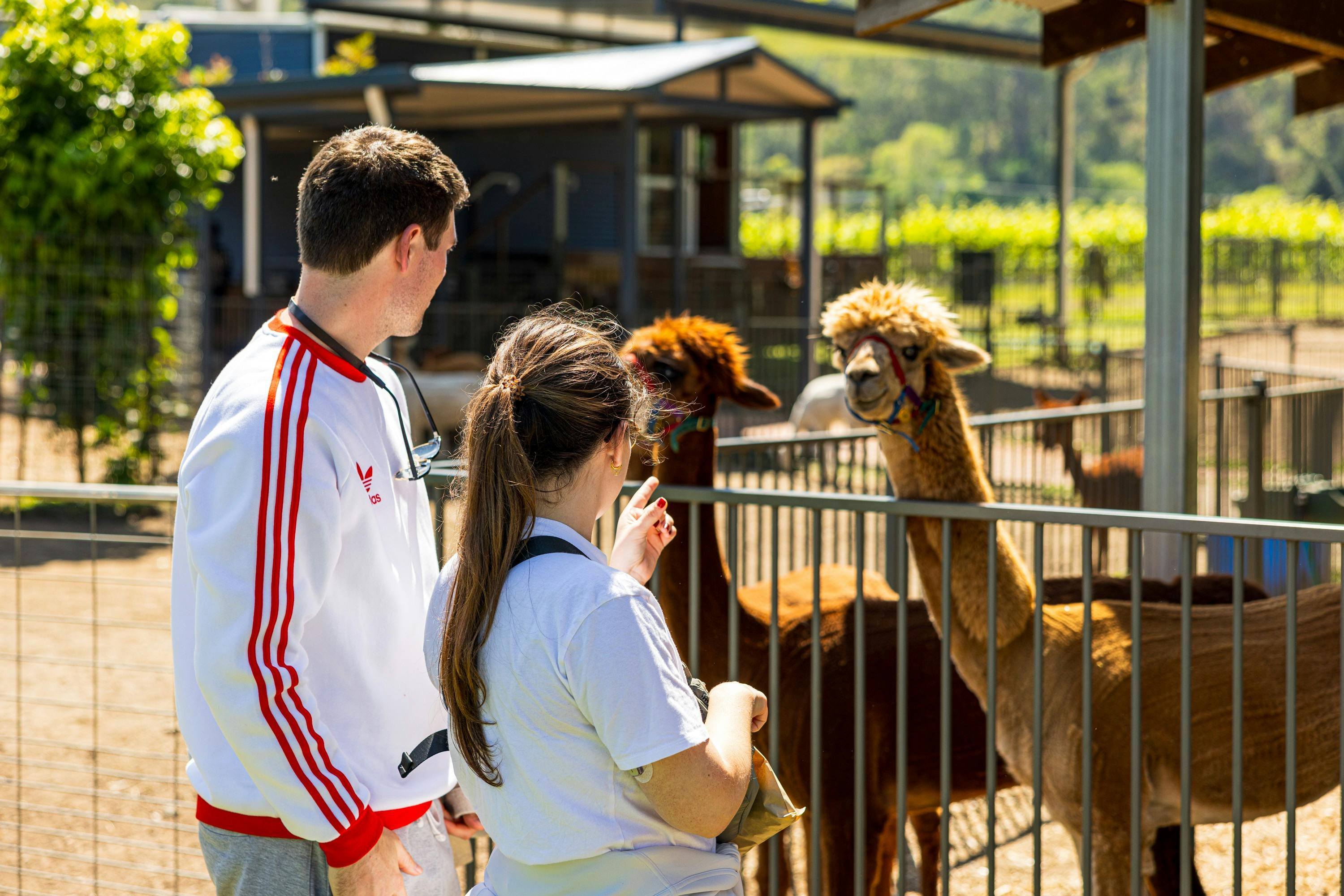 Brisbane Hot Air Ballooning and Vineyard Breakfast - Meet at Nerang or Canungra