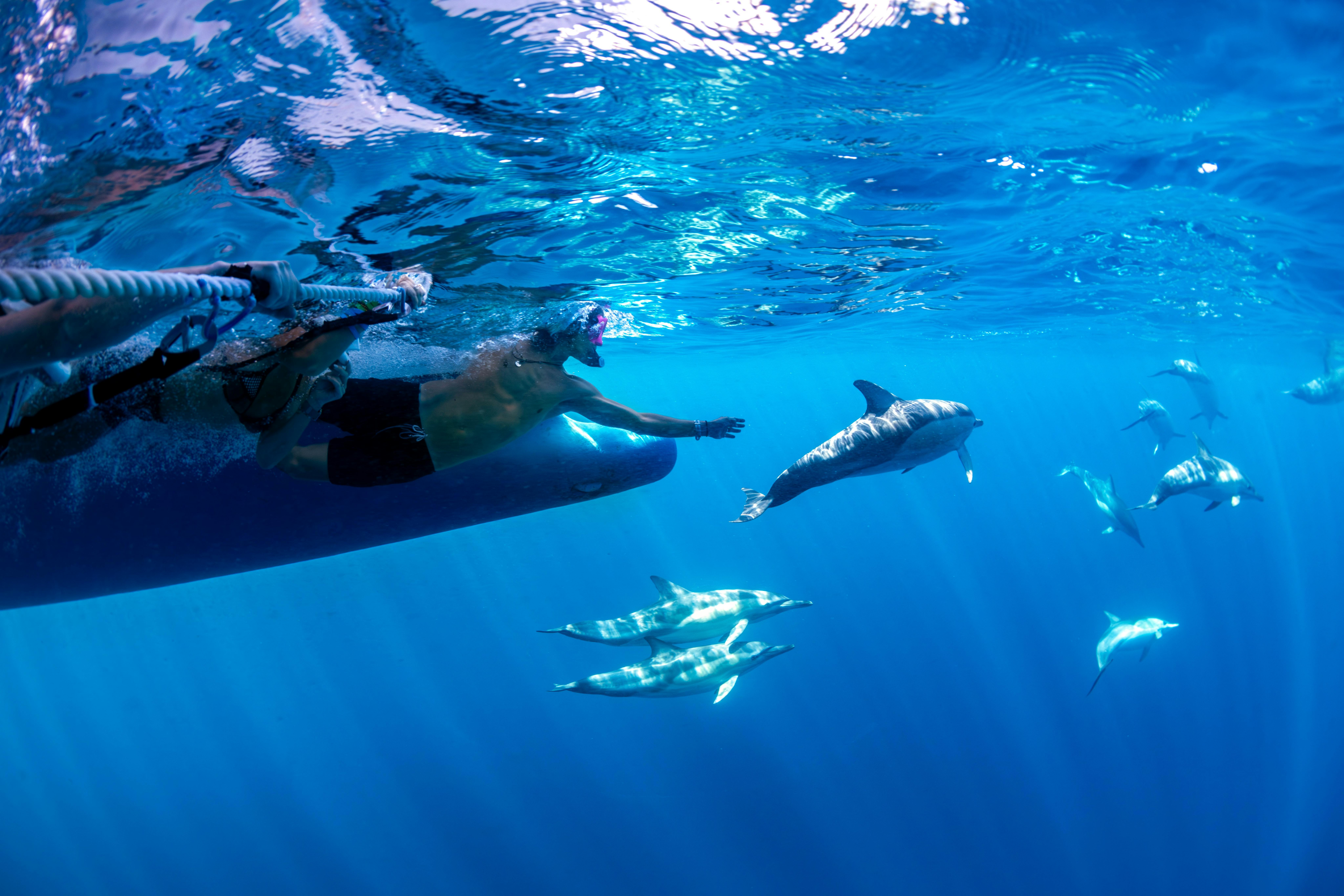 Swimmer with dolphins in blue water