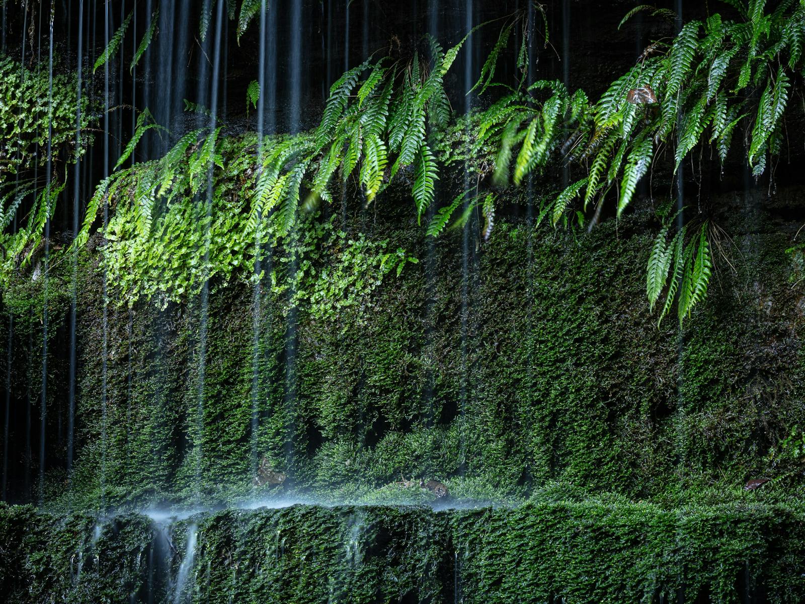 Ferns and other lush plants growing on the waterfall wall, with droplets of water streaming in front