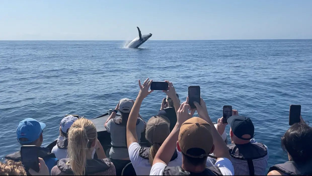 Noosa Ocean Adventures - Whales
