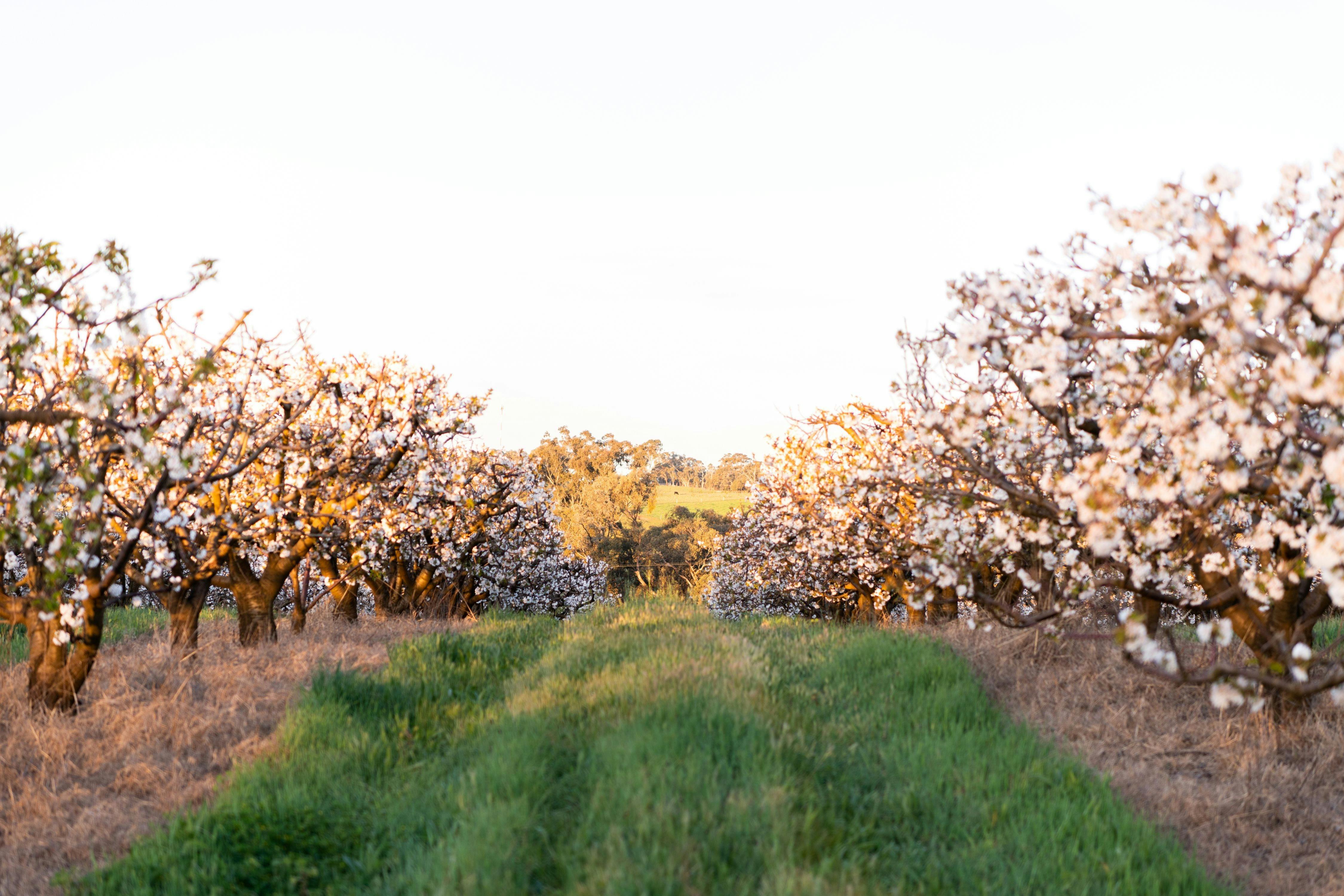 Stone fruit orchard