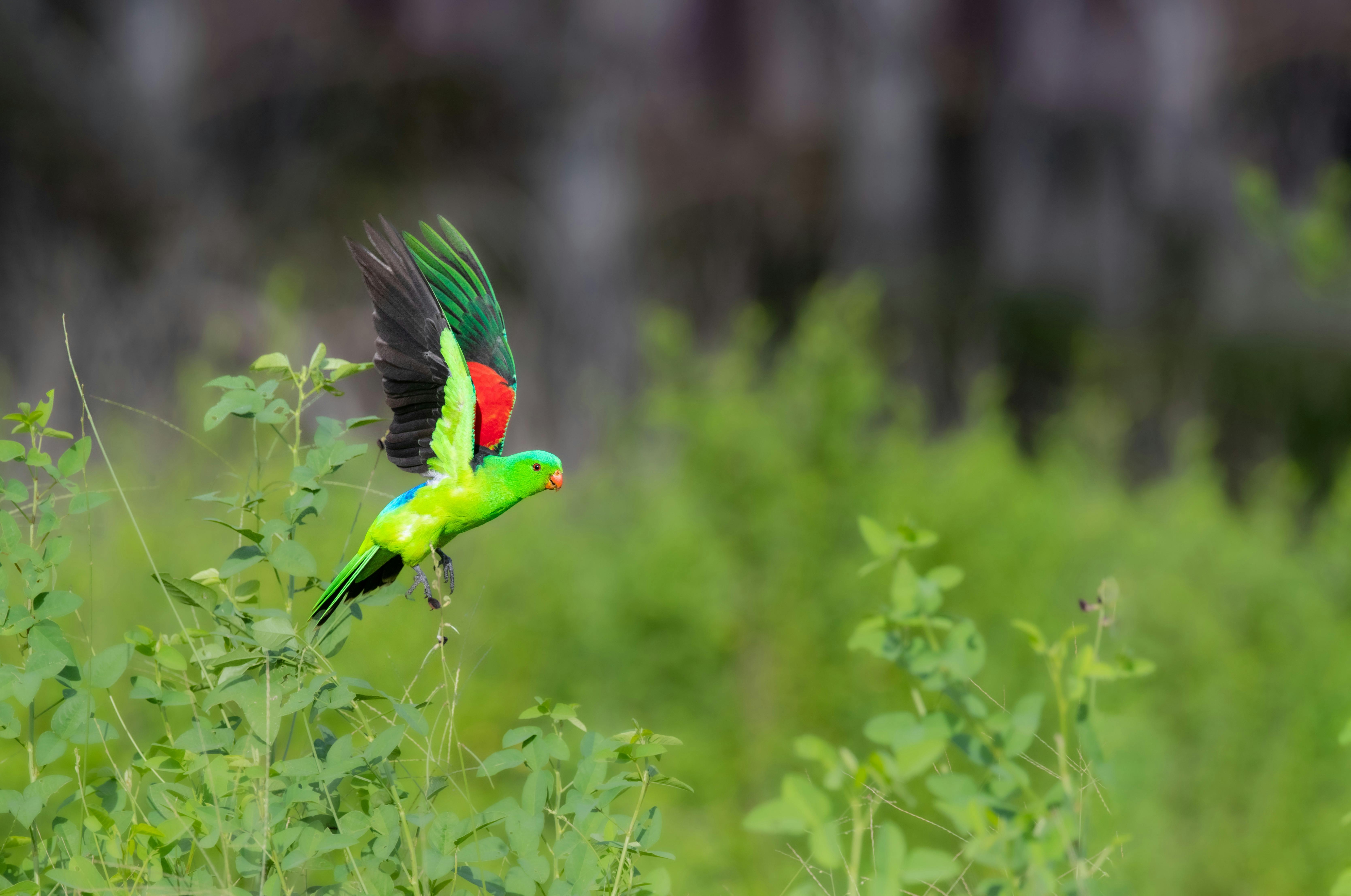 Red-winged parrot