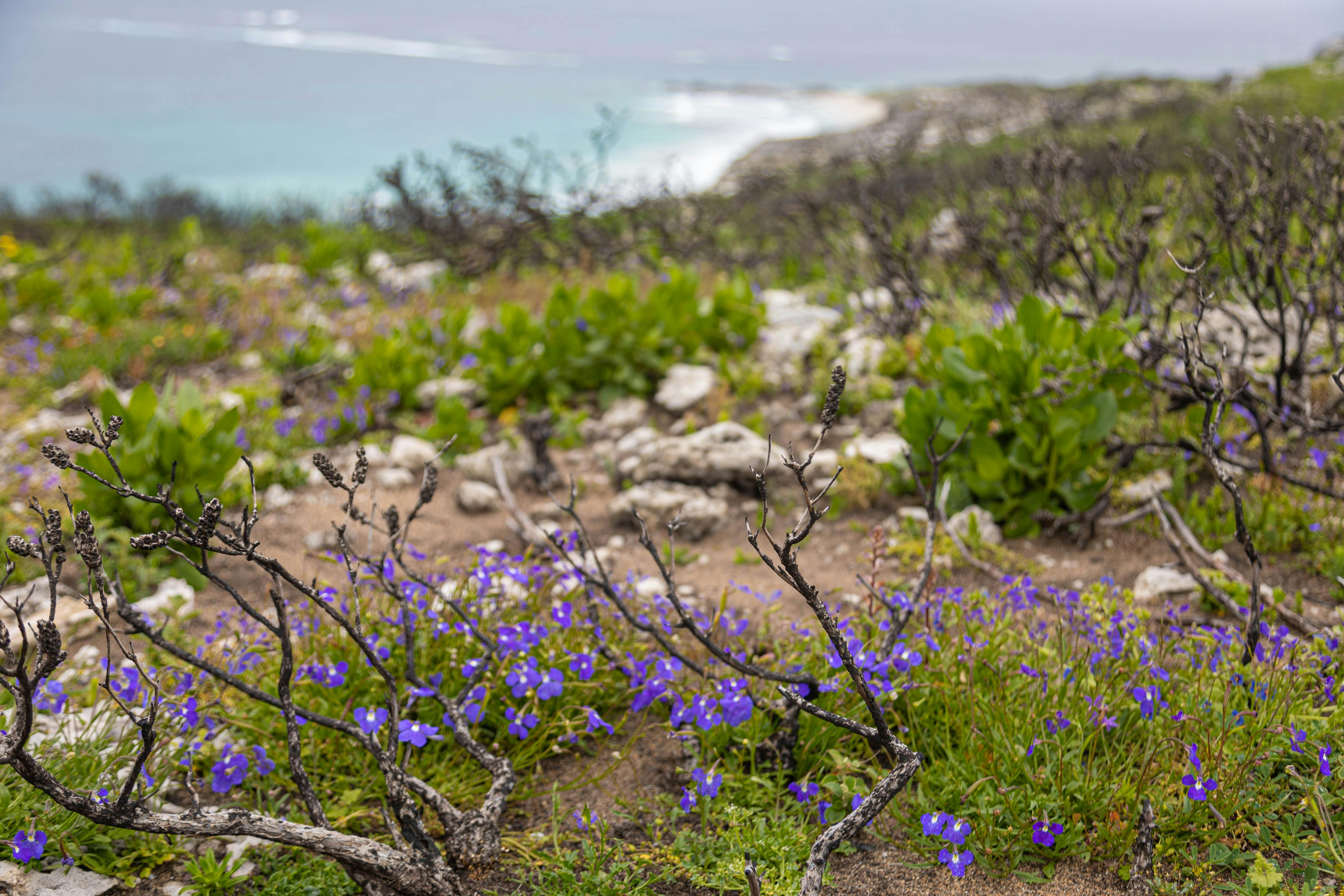 Purple wldflowers on coastal track