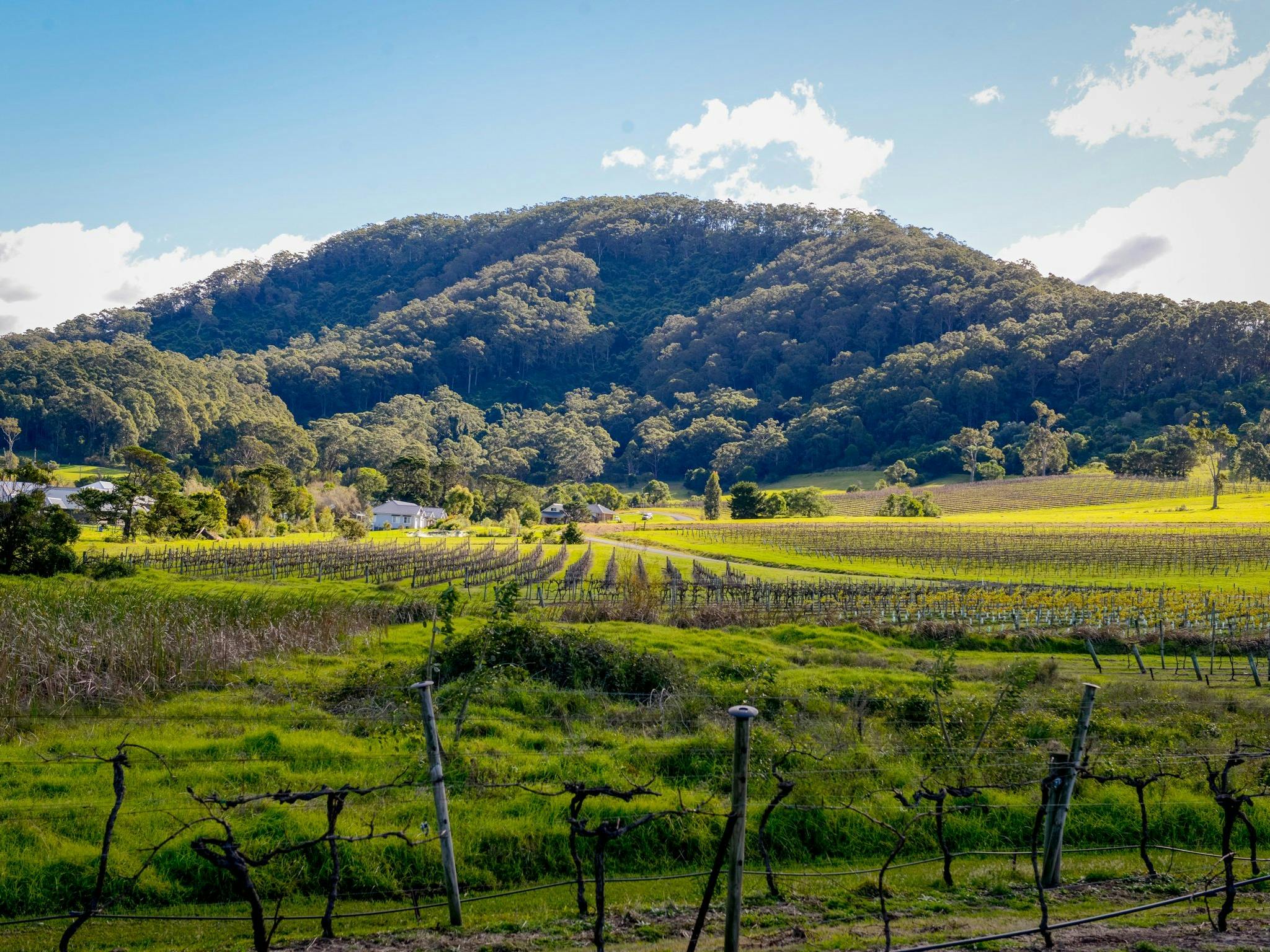 Coolangatta Mountain Winery