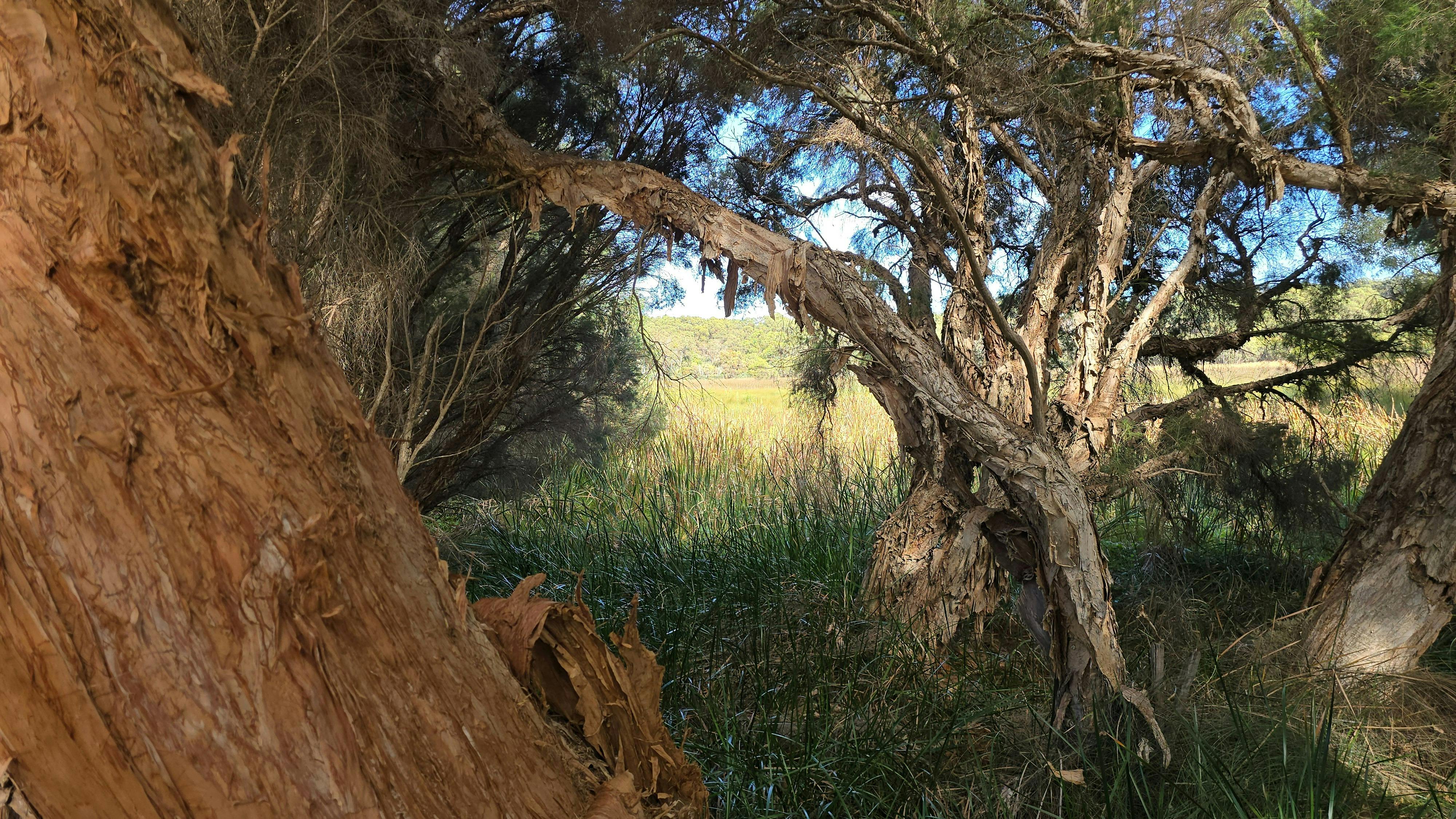 Paperbark wetlands