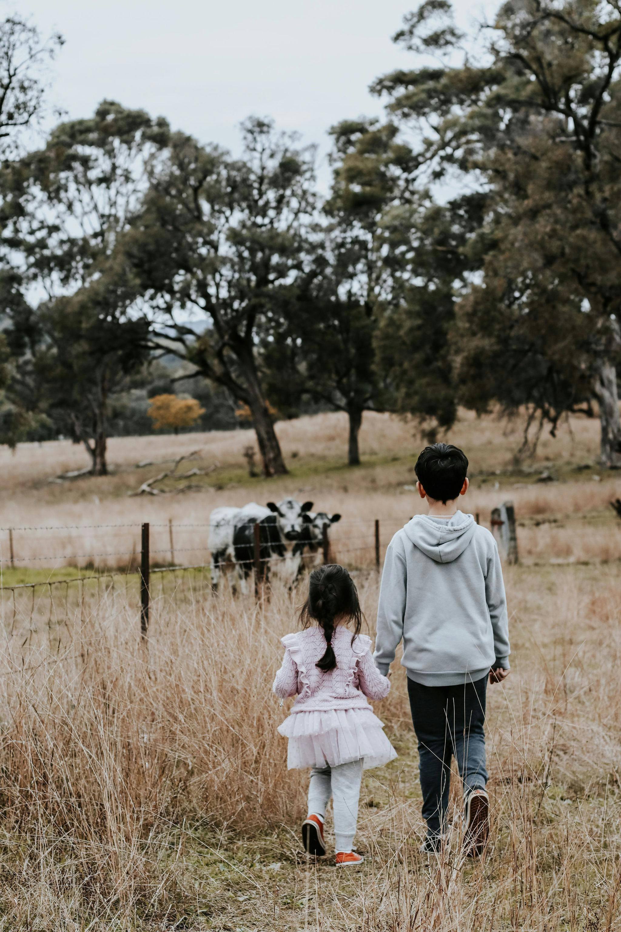Boy and girl holding hands and walking to see the cows