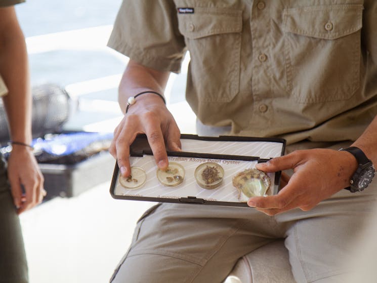 Akoya oyster lifecycle demonstration on tour