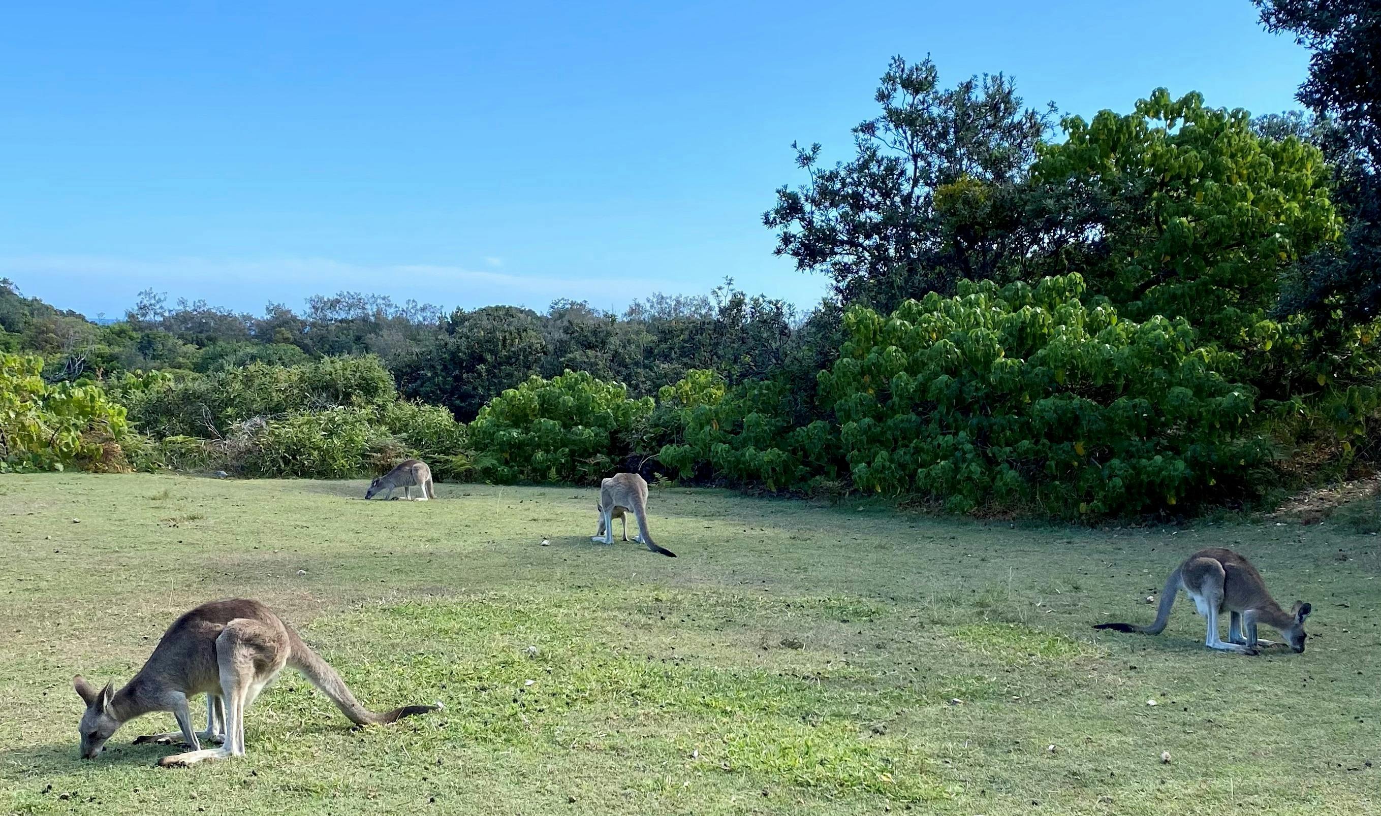 Kangaroos spotting - Gorge Walk