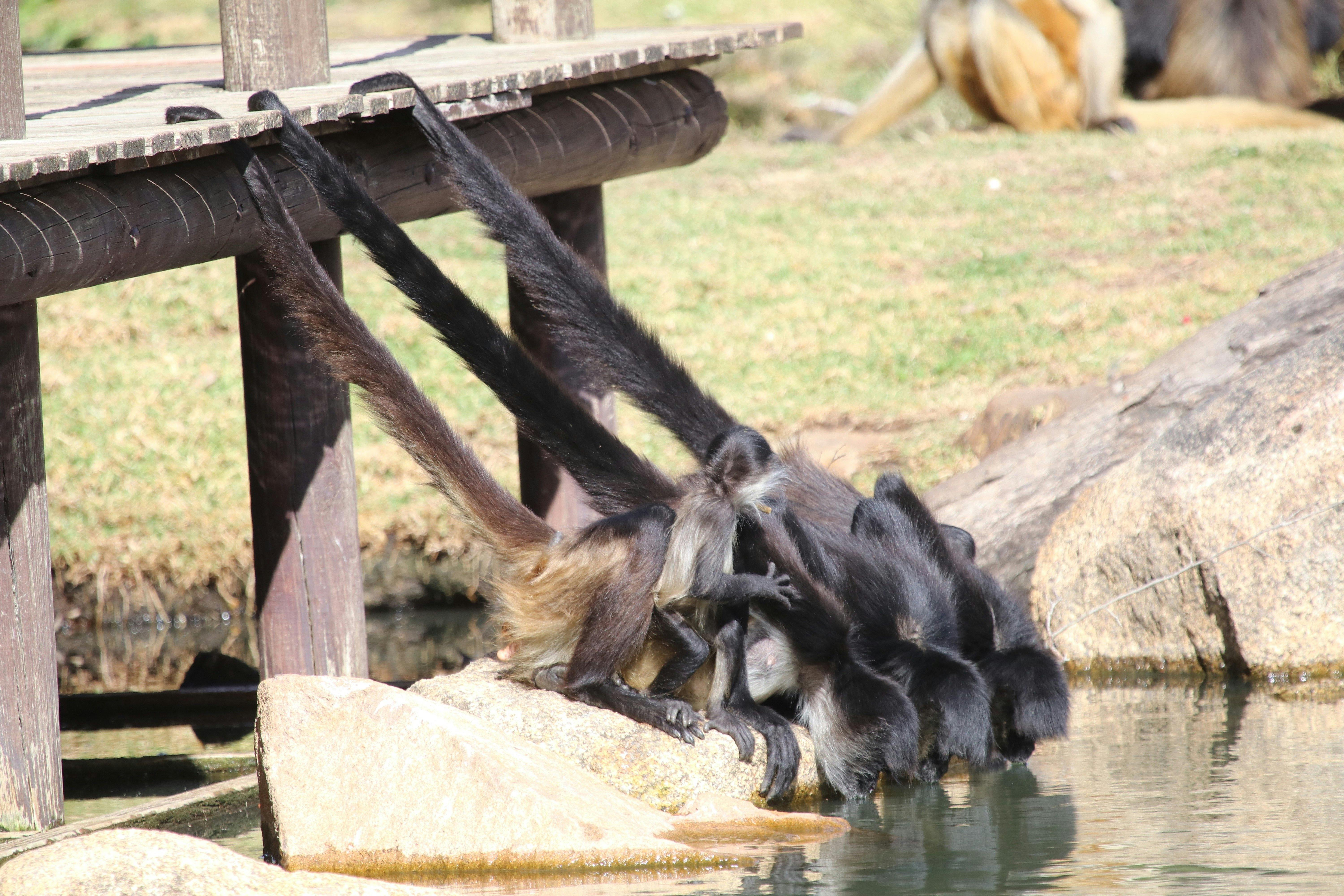 Spider Monkeys, Taronga Western Plains Zoo, Dubbo