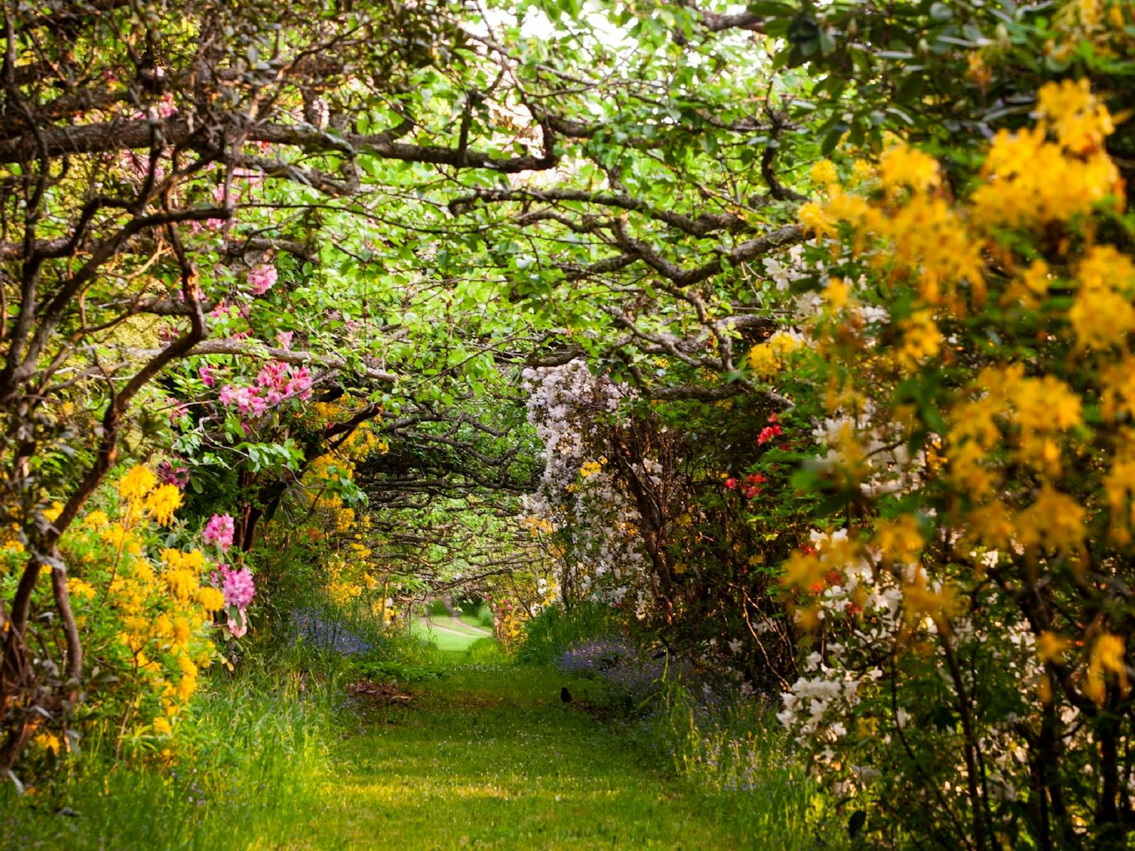 Blackbird and Pear walk