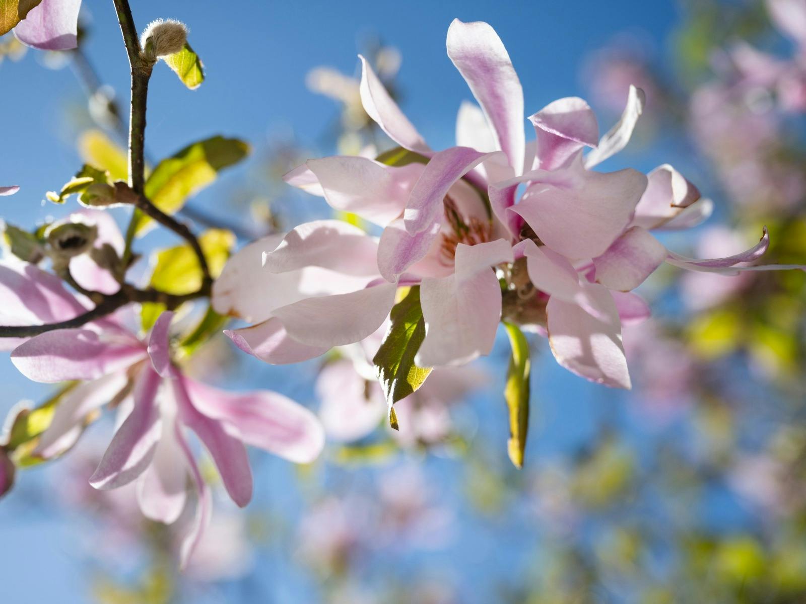 Pale pink flowers are on a tree with a blue sky background