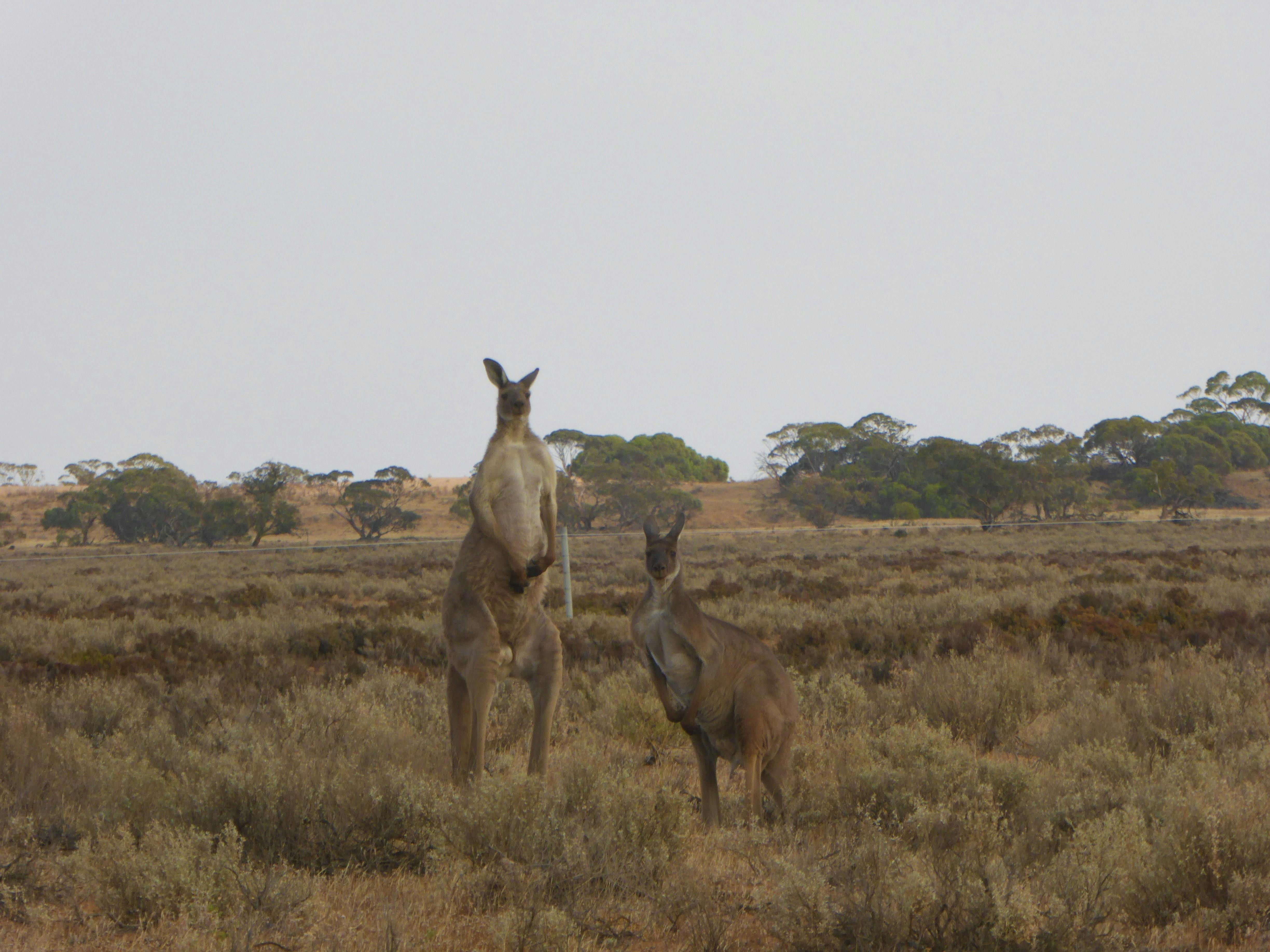 このヘイジの風景の中でカンガルーが自由に跳ね回るのを見るのは、このツアーのすべての人にとってハイライトです！