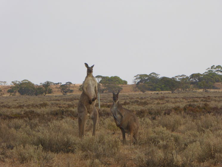 Seeing  kangaroos bounding freely in this hage landscape is a highlight for everyone on this tour !