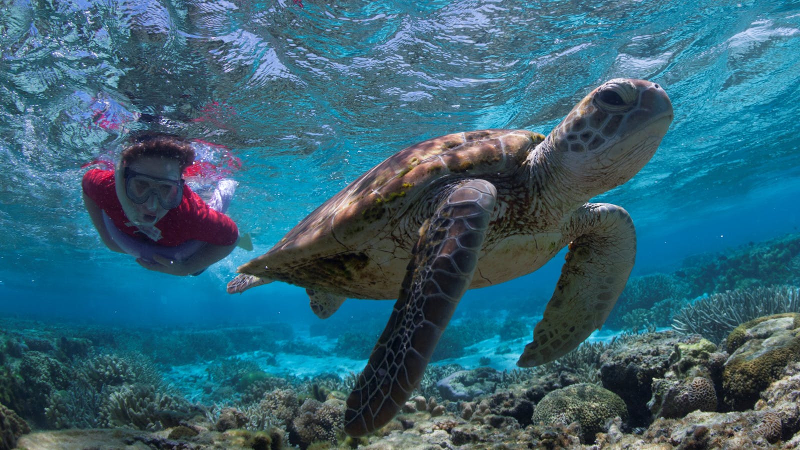 Great Barrier Reef Day Trip to Lady Elliot Island - Hervey Bay & Bundaberg