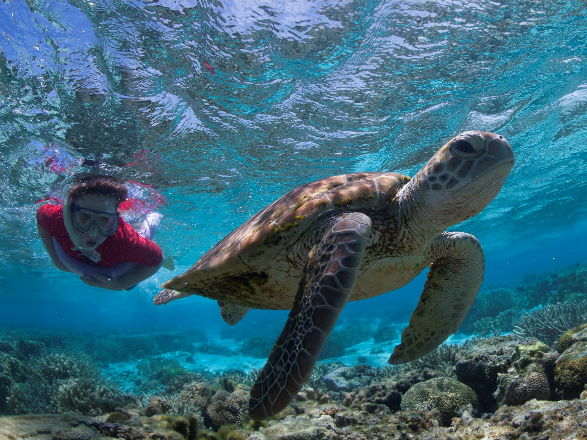 Snorkel with turtles, Lady Elliot Island