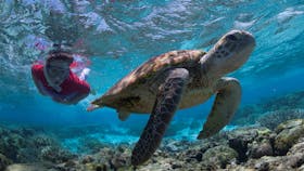 Snorkel with turtles, Lady Elliot Island