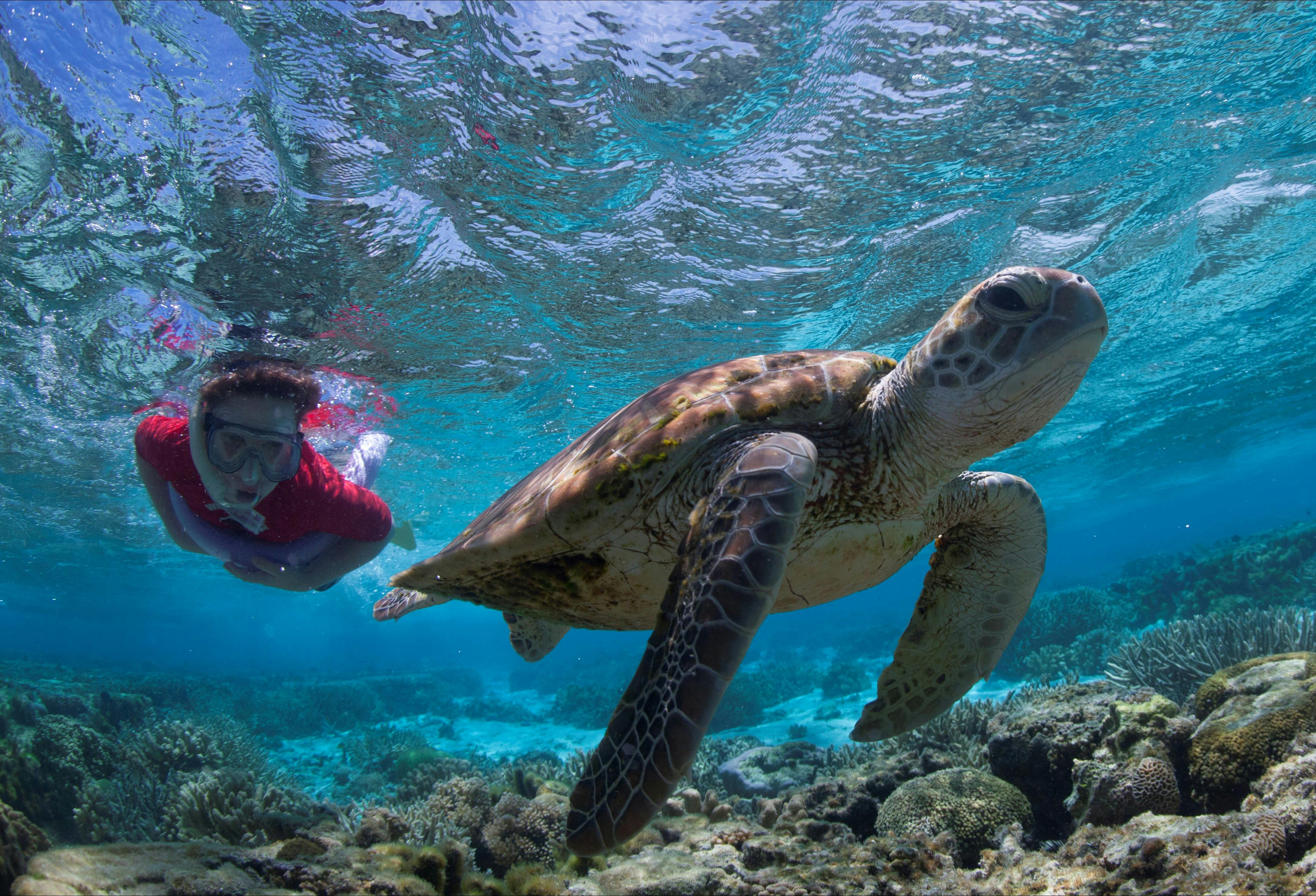 Snorkel with turtles, Lady Elliot Island