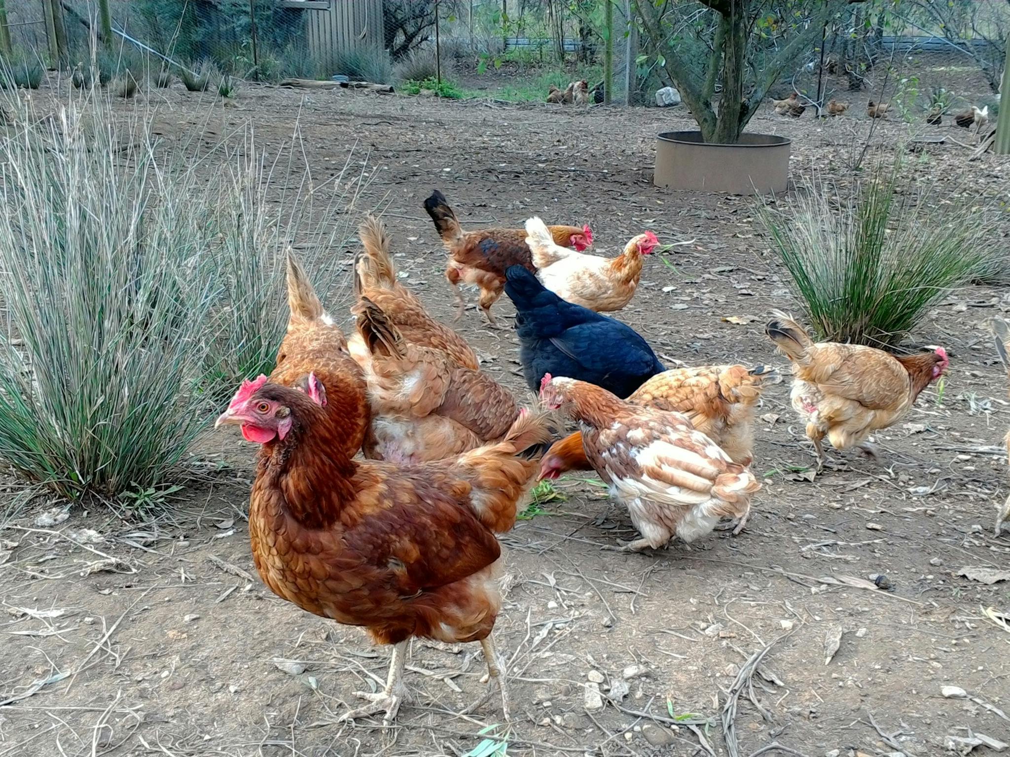 Chicken feeding on the farm