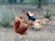 Chicken feeding on the farm