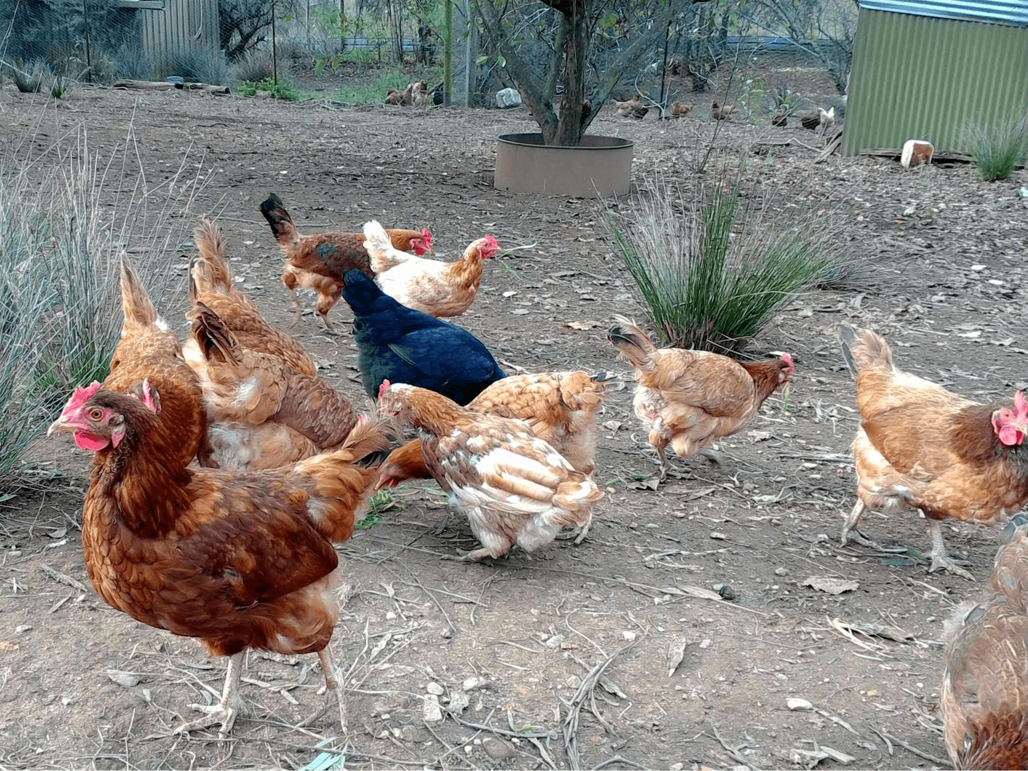 Chicken feeding on the farm