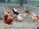 Chicken feeding on the farm