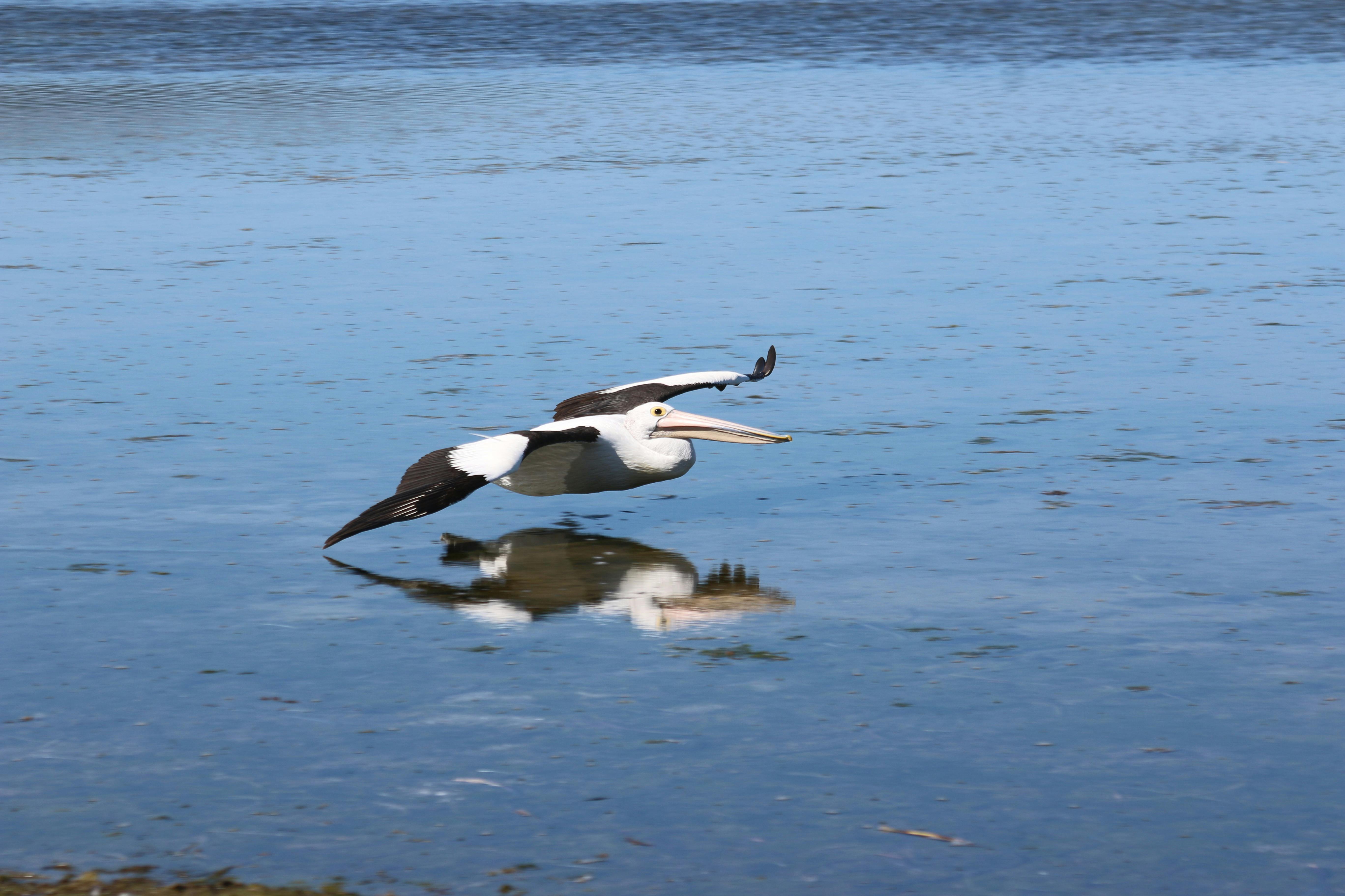 American River is home to a group of Pelicans that enjoy the sheltered waters