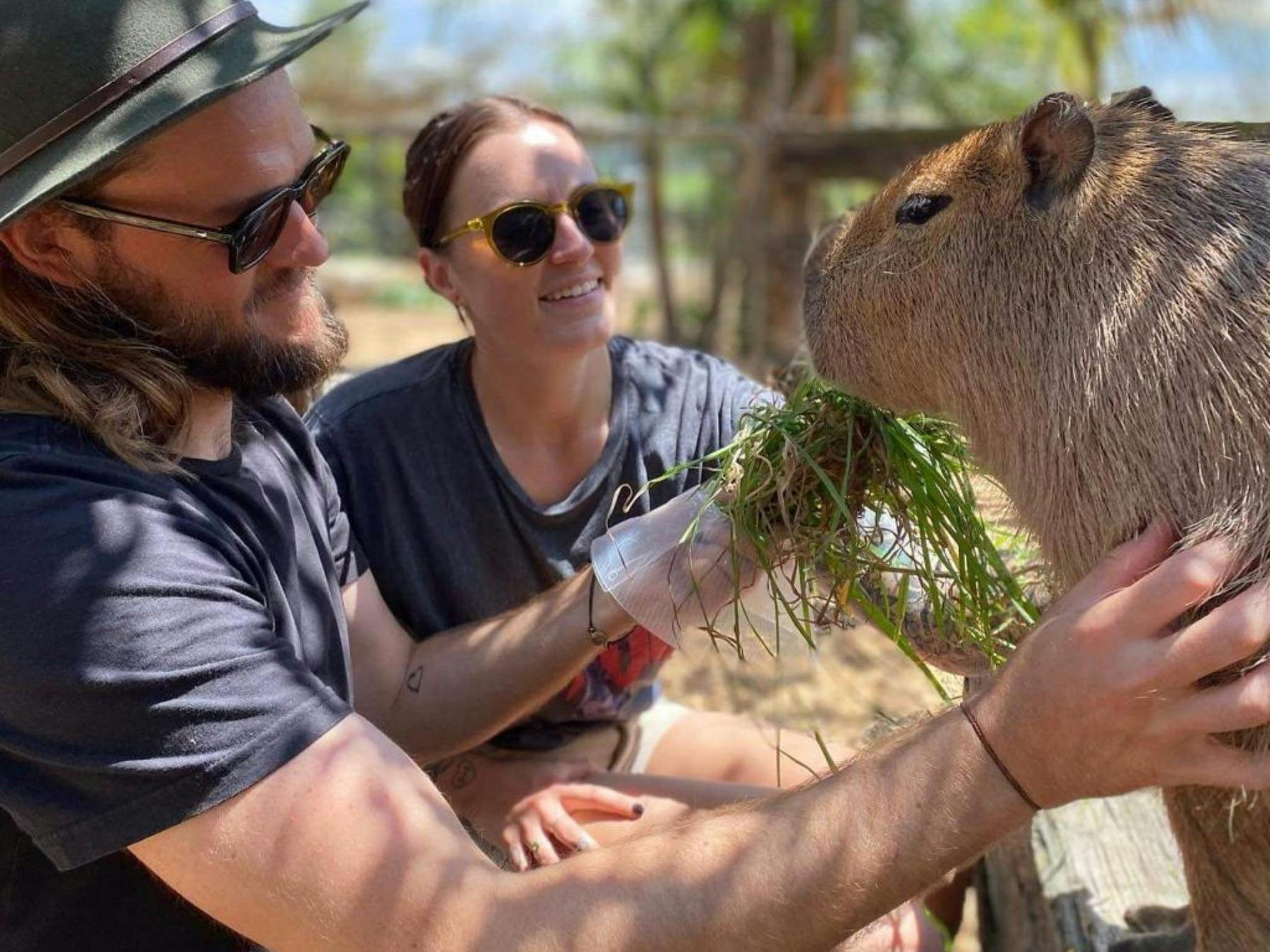 Couple feeding Issy the Capybara