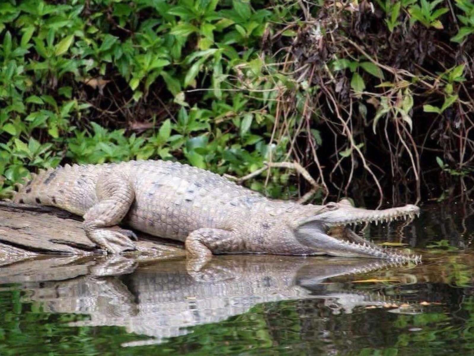 Kuranda Riverboat Tours