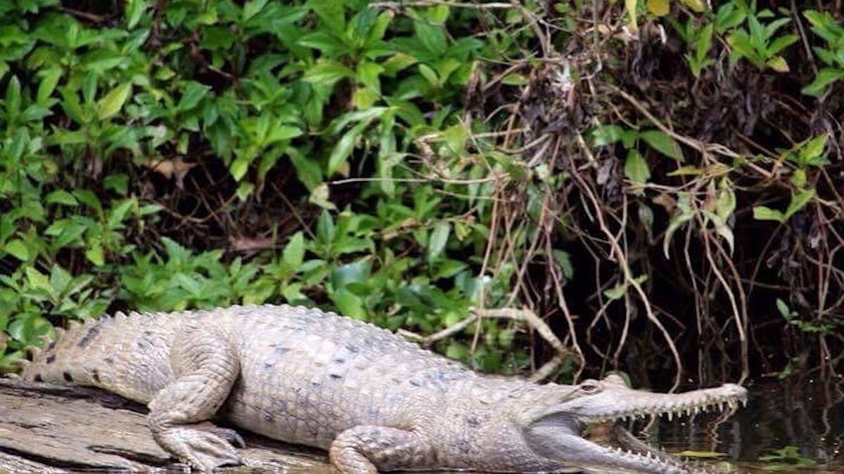 Freshwater crocodile