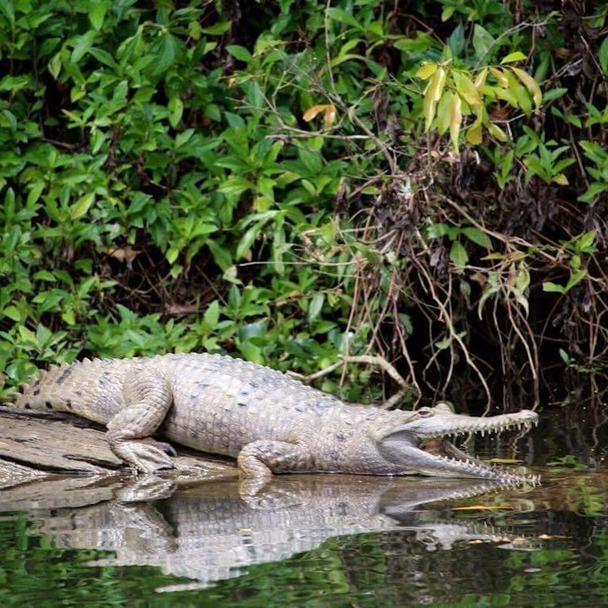 Freshwater crocodile