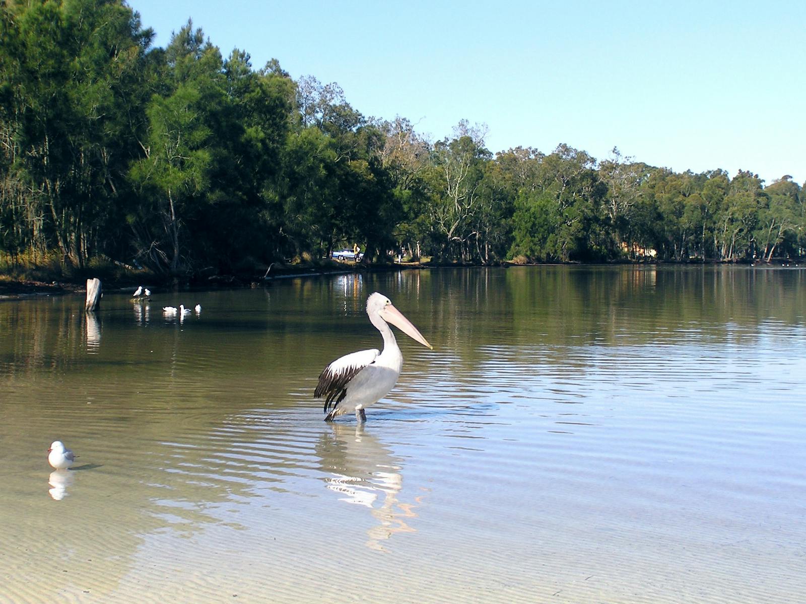 The clear water of the Basin. Wildlife is abundant -swans,thrush, kangaroos,wrens and plenty of fish