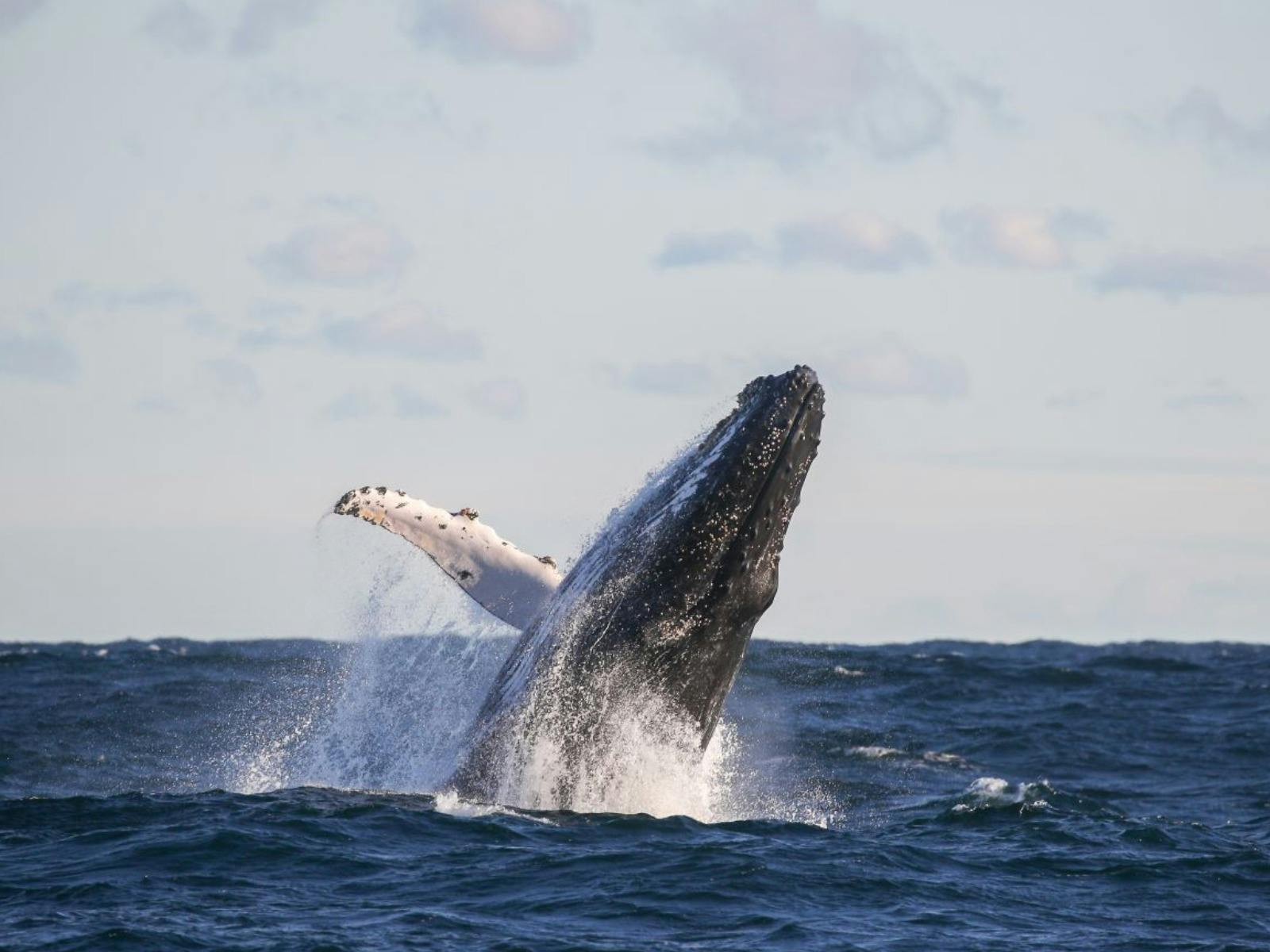 시드니 항구에서 고래가 뛰어드는 모습, Whale Watching Sydney