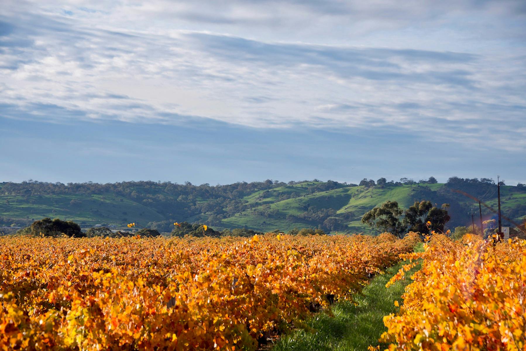Autumn in the Vineyards