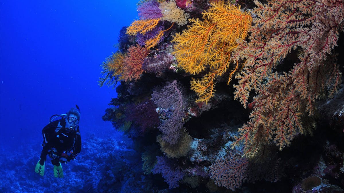 Osprey Reef Osprey Reef