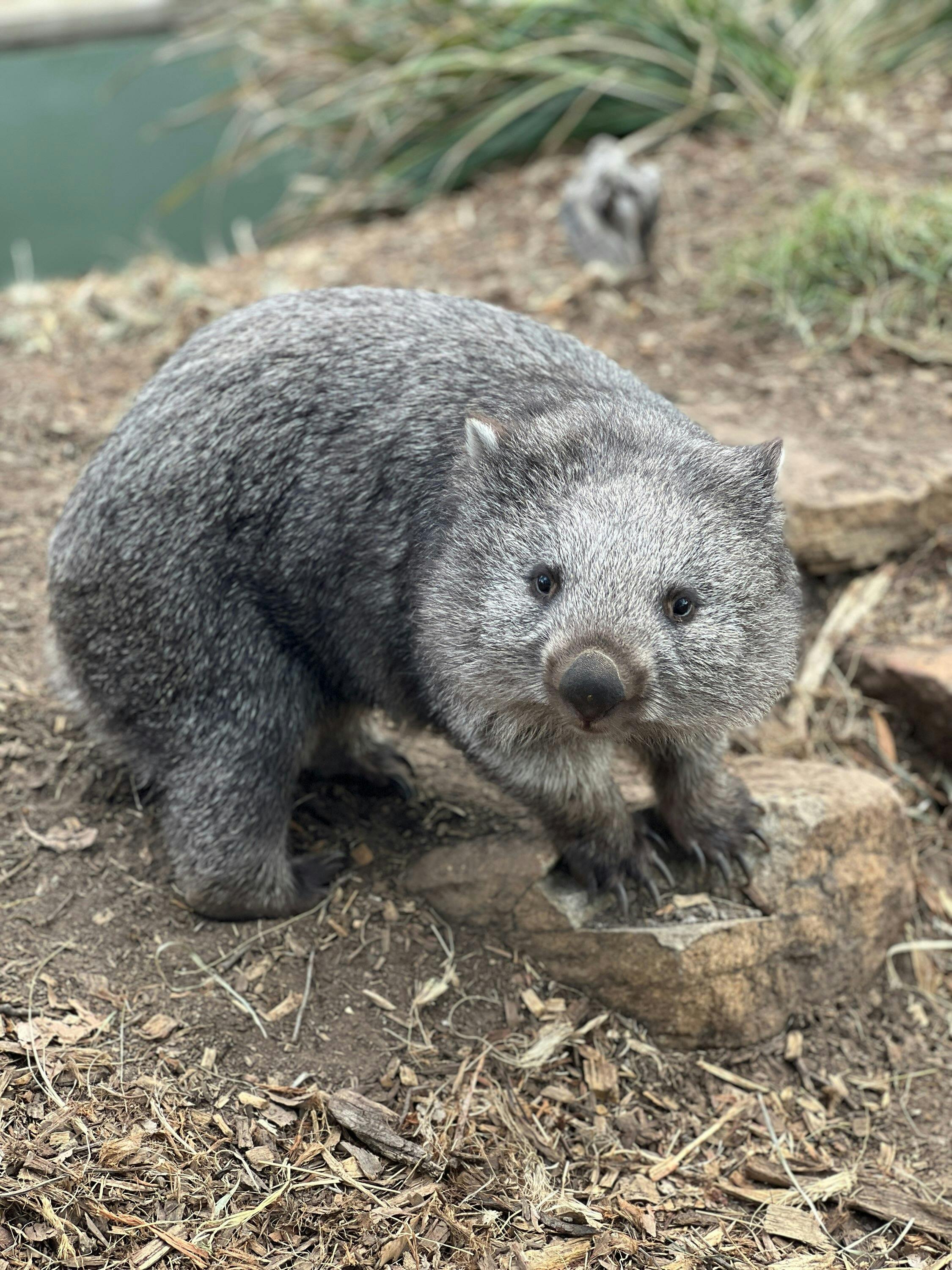 wombat