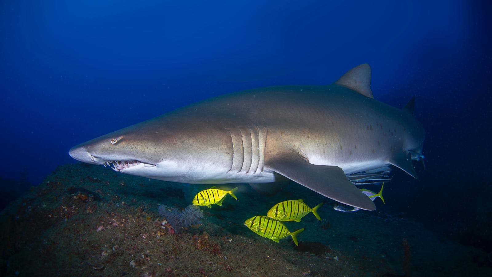 pregnant grey nurse shark at wolf rock