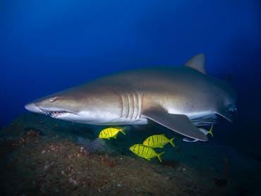 pregnant grey nurse shark at wolf rock
