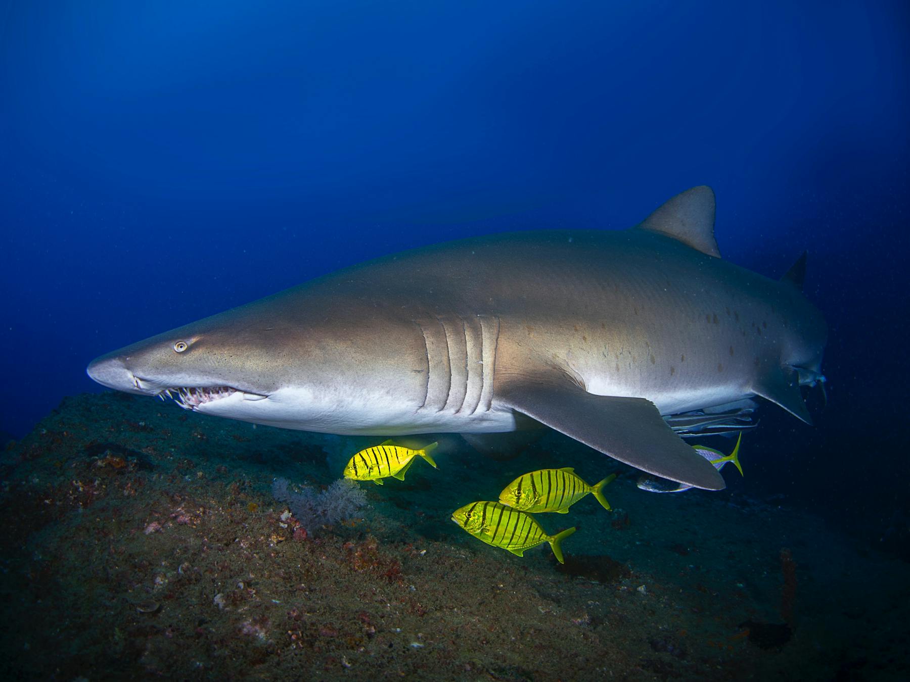 pregnant grey nurse shark at wolf rock