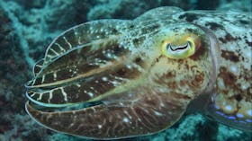 Turtle Bommie