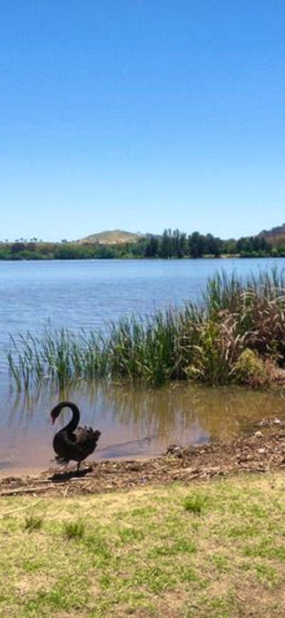 Swan next to Yarralumla Bay