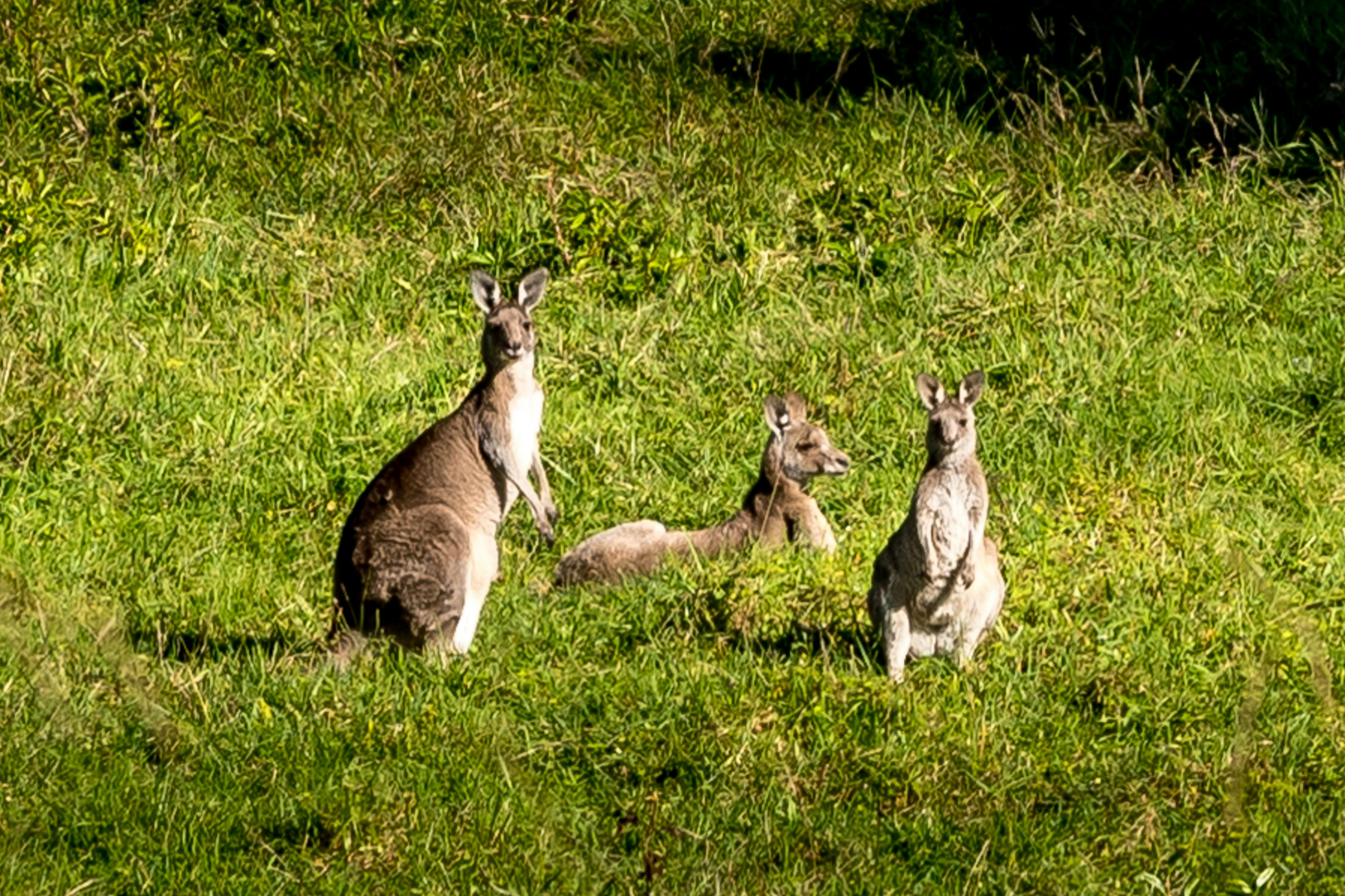 Three kangaroos relaxing in green fields and sunshine