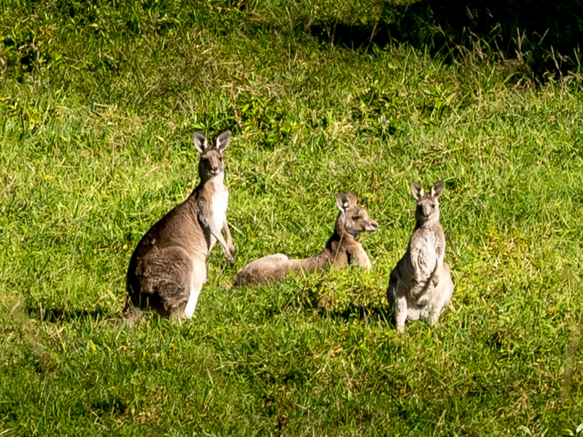 Three kangaroos relaxing in green fields and sunshine