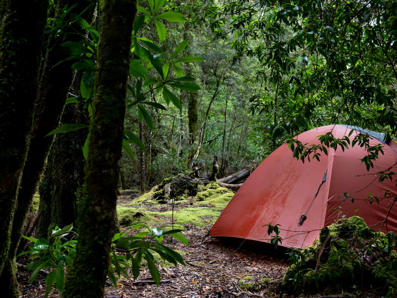 Camp