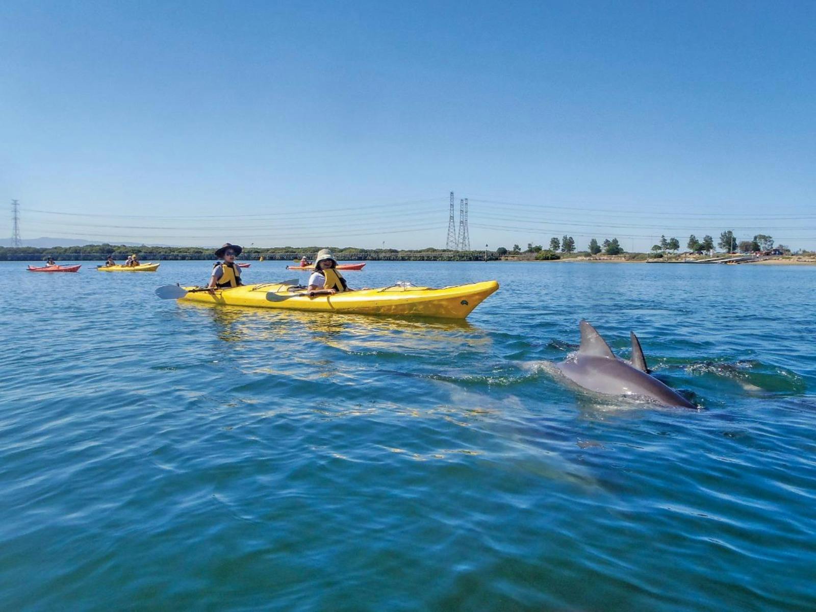 Little Bunyips Dolphin Sanctuary Kayaking Adventure - School Holiday