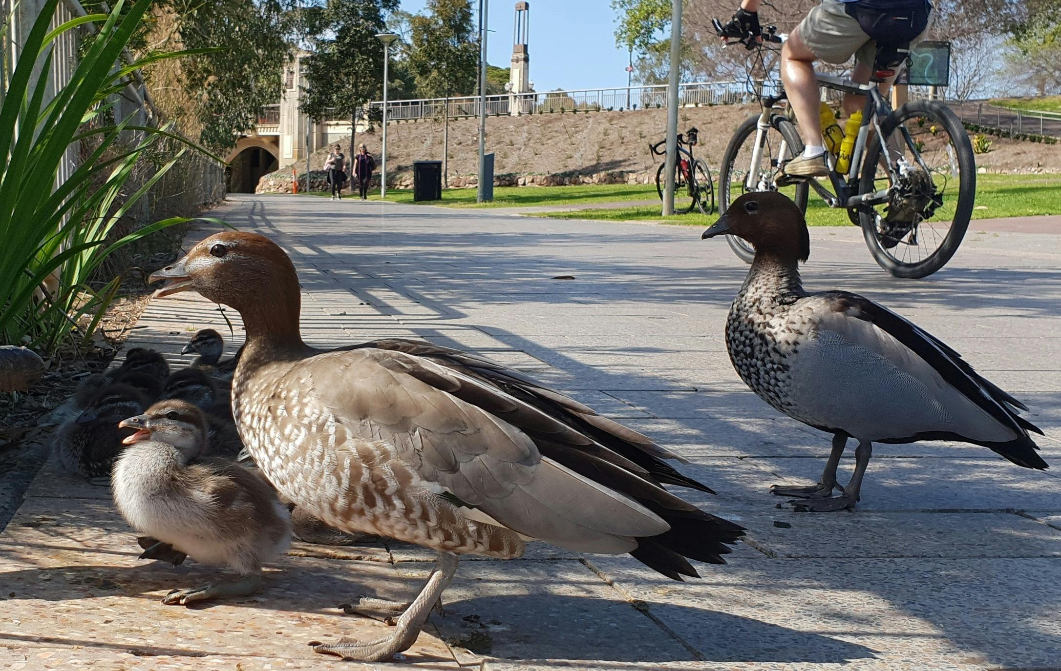 Elder Park (Park 26)