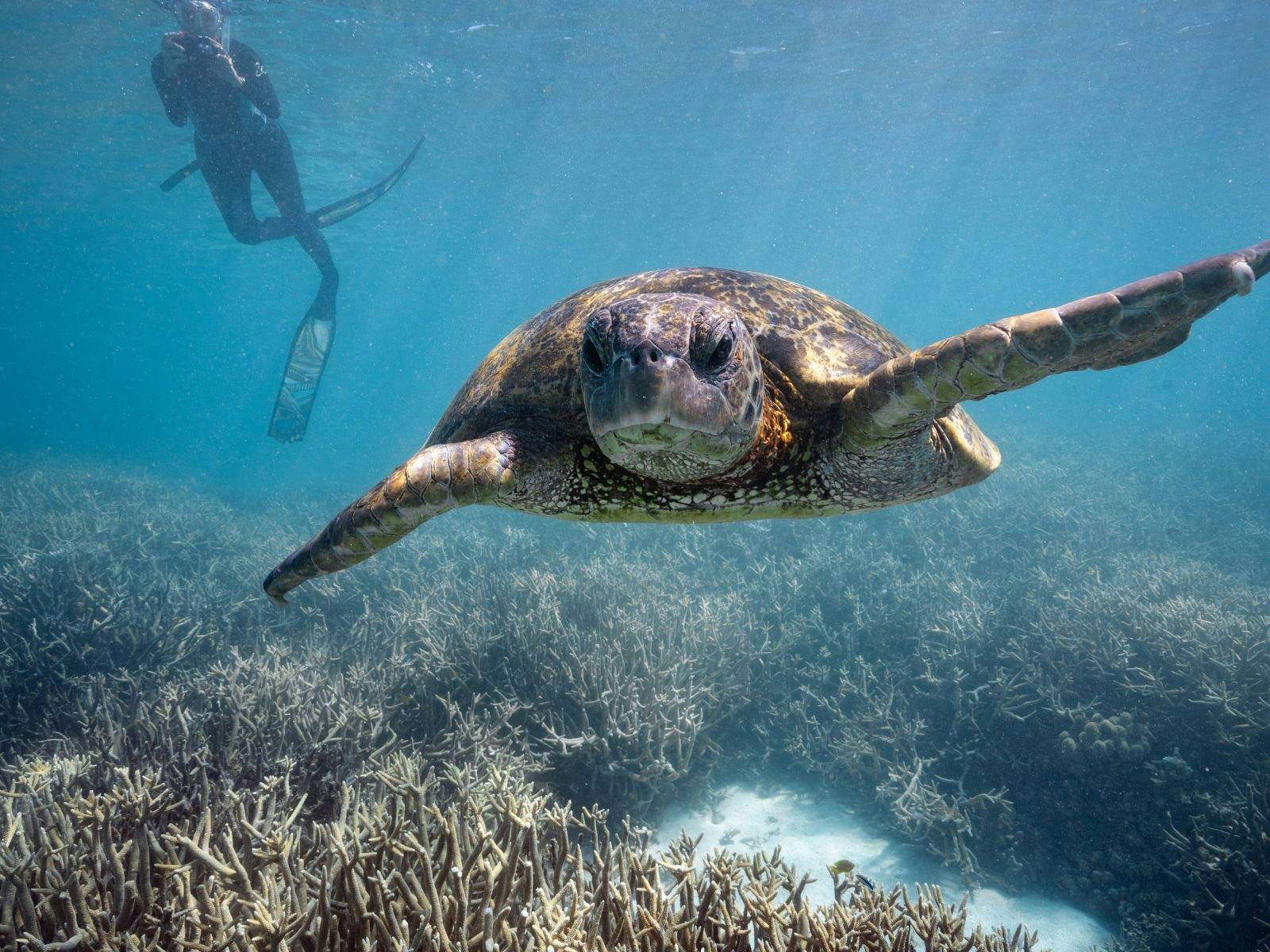 Snorkeling with turtles Snorkeling with turtles